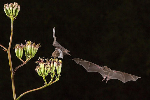 Arizona-Santa Cruz County Bats feed on yucca nectar  Black Ornate Wood Framed Art Print with Double Matting by Jaynes Gallery