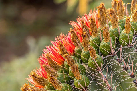 Arizona-Santa Cruz County Barrel cactus blossoms close-up  Black Ornate Wood Framed Art Print with Double Matting by Jaynes Gallery