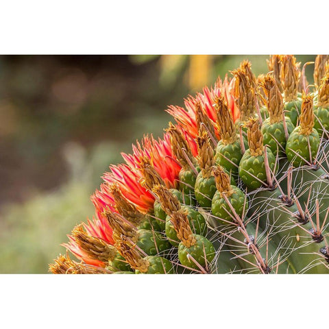 Arizona-Santa Cruz County Barrel cactus blossoms close-up  Gold Ornate Wood Framed Art Print with Double Matting by Jaynes Gallery