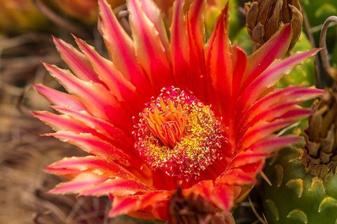 Arizona-Santa Cruz County Barrel cactus blossom and close-up  Black Ornate Wood Framed Art Print with Double Matting by Jaynes Gallery