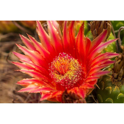 Arizona-Santa Cruz County Barrel cactus blossom and close-up  Black Modern Wood Framed Art Print with Double Matting by Jaynes Gallery
