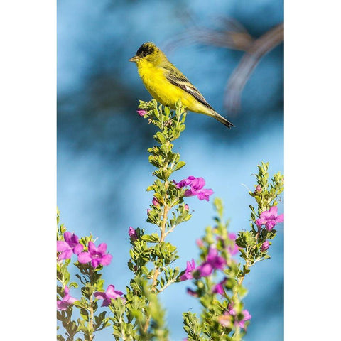 Arizona-Santa Cruz County Lesser goldfinch on flower  Black Modern Wood Framed Art Print with Double Matting by Jaynes Gallery