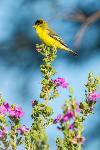Arizona-Santa Cruz County Lesser goldfinch on flower  White Modern Wood Framed Art Print with Double Matting by Jaynes Gallery
