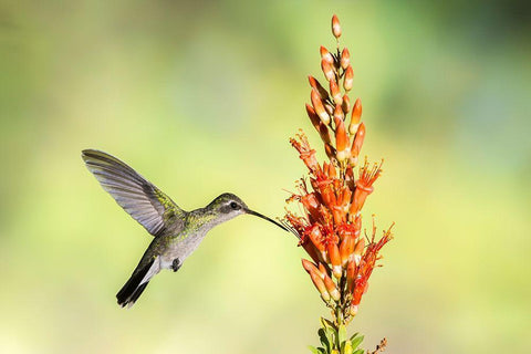 Arizona-Santa Cruz County Broad-billed hummingbird feeding on ocotillo blossoms  White Modern Wood Framed Art Print with Double Matting by Jaynes Gallery