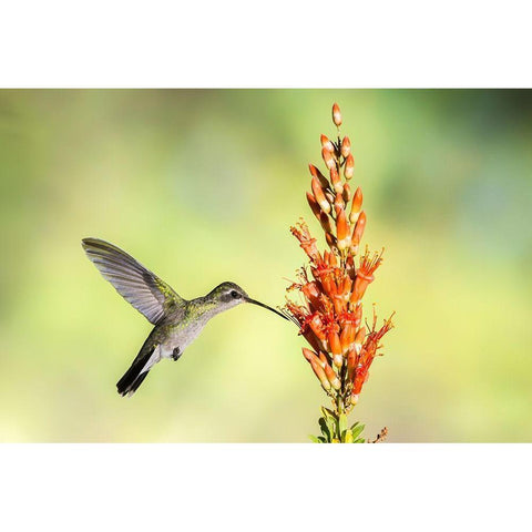 Arizona-Santa Cruz County Broad-billed hummingbird feeding on ocotillo blossoms  Black Modern Wood Framed Art Print by Jaynes Gallery