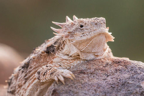 Arizona-Santa Cruz County Regal horned lizard on rock  White Modern Wood Framed Art Print with Double Matting by Jaynes Gallery