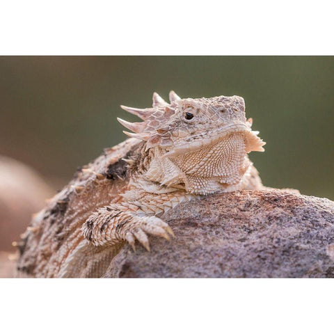 Arizona-Santa Cruz County Regal horned lizard on rock  Black Modern Wood Framed Art Print by Jaynes Gallery