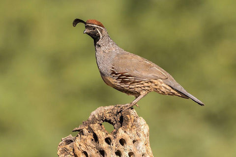 Arizona-Santa Cruz County Male Gambels quail on cactus skeleton  White Modern Wood Framed Art Print with Double Matting by Jaynes Gallery