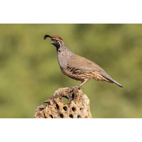 Arizona-Santa Cruz County Male Gambels quail on cactus skeleton  White Modern Wood Framed Art Print by Jaynes Gallery