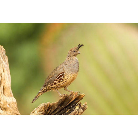 Arizona-Santa Cruz County Gambels quail female on stump  Gold Ornate Wood Framed Art Print with Double Matting by Jaynes Gallery