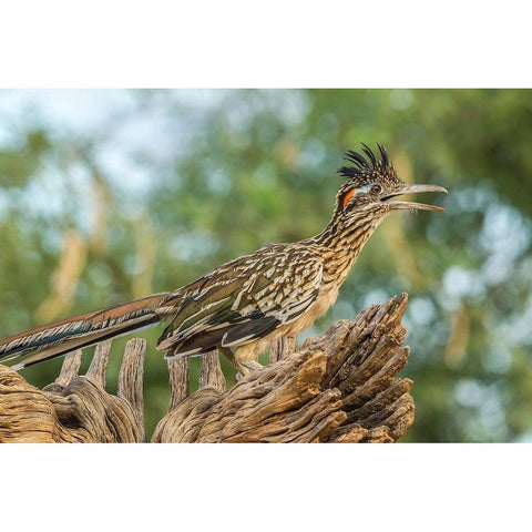 Arizona-Santa Cruz County Roadrunner on stump  Black Modern Wood Framed Art Print by Jaynes Gallery