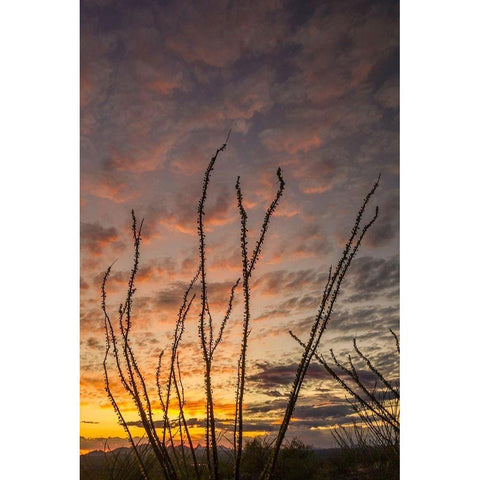 Arizona-Santa Cruz County Silhouette of ocotillo cactus at sunset  White Modern Wood Framed Art Print by Jaynes Gallery