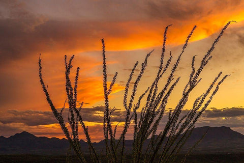 Arizona-Santa Cruz County Santa Rita Mountains and ocotillo cactus at sunset  White Modern Wood Framed Art Print with Double Matting by Jaynes Gallery