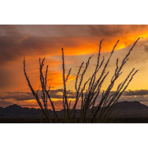 Arizona-Santa Cruz County Santa Rita Mountains and ocotillo cactus at sunset  Gold Ornate Wood Framed Art Print with Double Matting by Jaynes Gallery