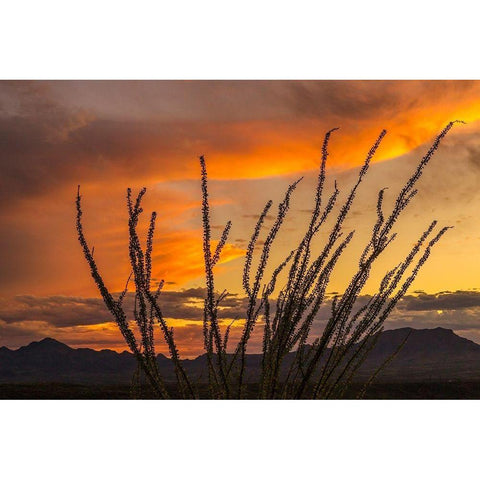 Arizona-Santa Cruz County Santa Rita Mountains and ocotillo cactus at sunset  Black Modern Wood Framed Art Print by Jaynes Gallery