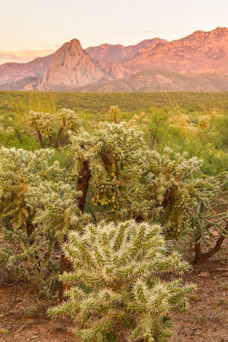 Arizona-Santa Cruz County Santa Rita Mountains and cholla cactus at sunset  Black Ornate Wood Framed Art Print with Double Matting by Jaynes Gallery