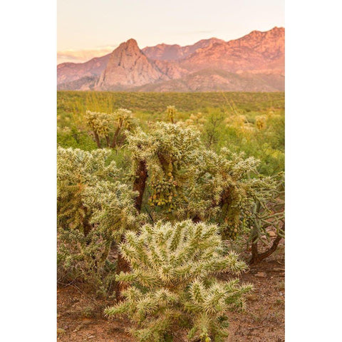Arizona-Santa Cruz County Santa Rita Mountains and cholla cactus at sunset  Black Modern Wood Framed Art Print by Jaynes Gallery