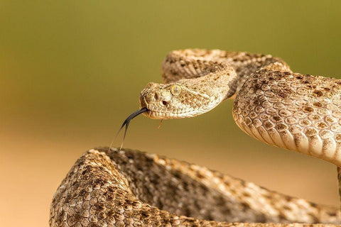 Arizona-Santa Cruz County Close-up of coiled western diamondback rattlesnake  White Modern Wood Framed Art Print with Double Matting by Jaynes Gallery