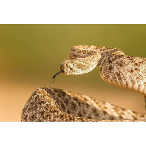 Arizona-Santa Cruz County Close-up of coiled western diamondback rattlesnake  Black Modern Wood Framed Art Print by Jaynes Gallery