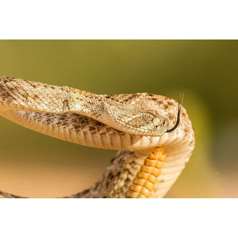 Arizona-Santa Cruz County Close-up of coiled western diamondback rattlesnake  White Modern Wood Framed Art Print by Jaynes Gallery