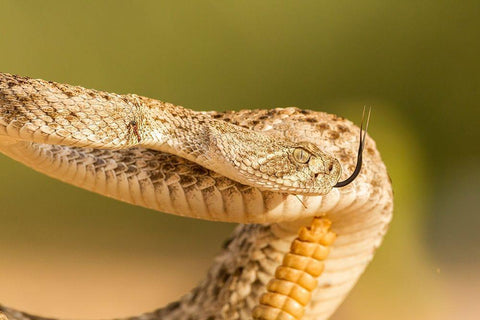 Arizona-Santa Cruz County Close-up of coiled western diamondback rattlesnake  White Modern Wood Framed Art Print with Double Matting by Jaynes Gallery