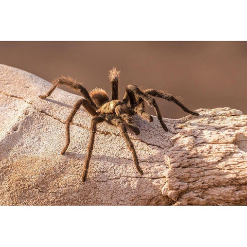 Arizona-Santa Cruz County Close-up of tarantula  White Modern Wood Framed Art Print by Jaynes Gallery