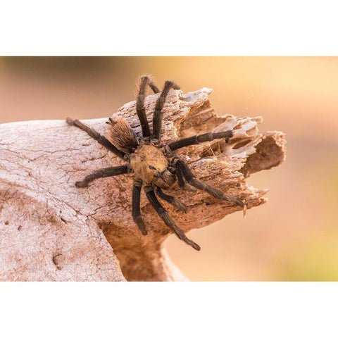 Arizona-Santa Cruz County Close-up of tarantula  Gold Ornate Wood Framed Art Print with Double Matting by Jaynes Gallery