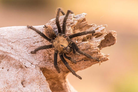 Arizona-Santa Cruz County Close-up of tarantula  White Modern Wood Framed Art Print with Double Matting by Jaynes Gallery