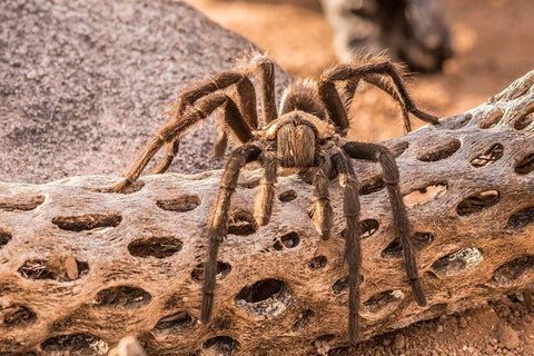 Arizona-Santa Cruz County Close-up of tarantula  White Modern Wood Framed Art Print with Double Matting by Jaynes Gallery