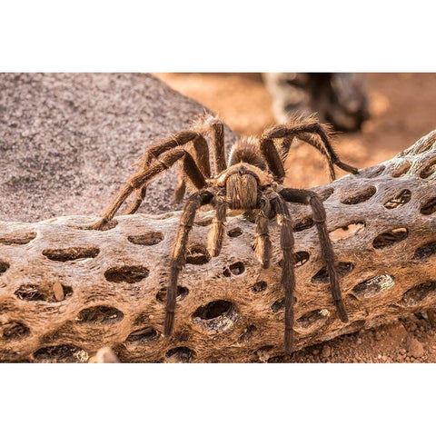 Arizona-Santa Cruz County Close-up of tarantula  Black Modern Wood Framed Art Print by Jaynes Gallery