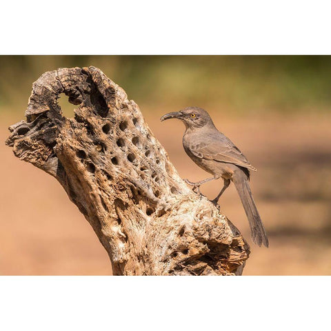 Arizona-Santa Cruz County Curve-billed thrasher feeding  Black Modern Wood Framed Art Print with Double Matting by Jaynes Gallery