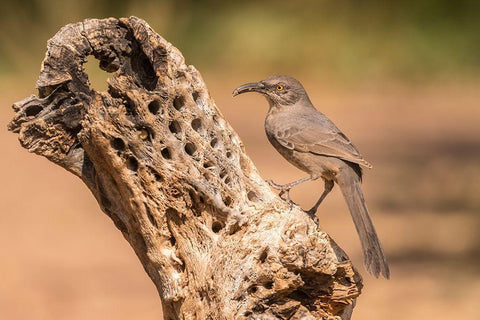 Arizona-Santa Cruz County Curve-billed thrasher feeding  White Modern Wood Framed Art Print with Double Matting by Jaynes Gallery