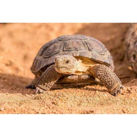 Arizona-Santa Cruz County Young desert tortoise captive  Black Modern Wood Framed Art Print with Double Matting by Jaynes Gallery