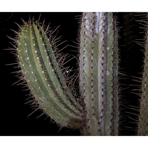 Arizona-Phoenix Illuminated saguaro cactus at night  Black Modern Wood Framed Art Print by Jaynes Gallery