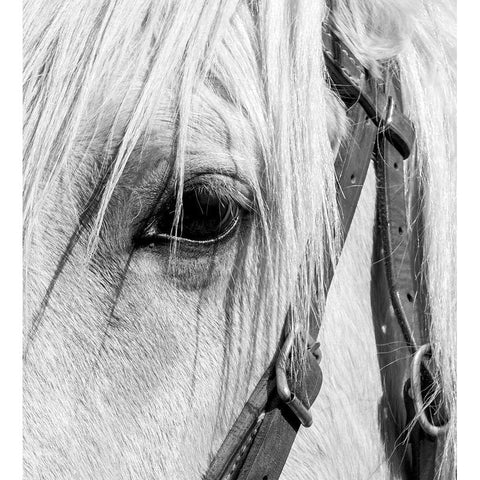 Arizona-Scottsdale BandW close-up of horses eye and bridle  Black Modern Wood Framed Art Print by Jaynes Gallery