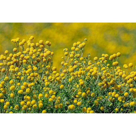 Arizona-Goodyear Wildflowers in Estrella Mountain Regional Park  White Modern Wood Framed Art Print by Jaynes Gallery