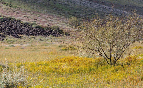 Arizona Wildflowers in field  Black Ornate Wood Framed Art Print with Double Matting by Jaynes Gallery
