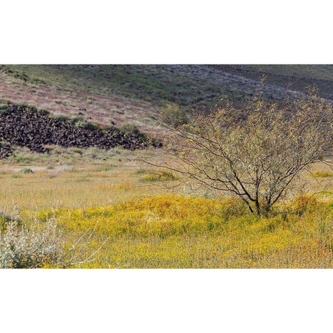 Arizona Wildflowers in field  Black Modern Wood Framed Art Print by Jaynes Gallery