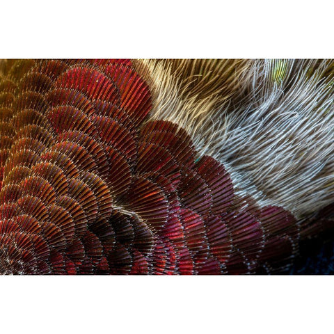 Arizona Close-up of hummingbird feather pattern  Black Modern Wood Framed Art Print by Jaynes Gallery