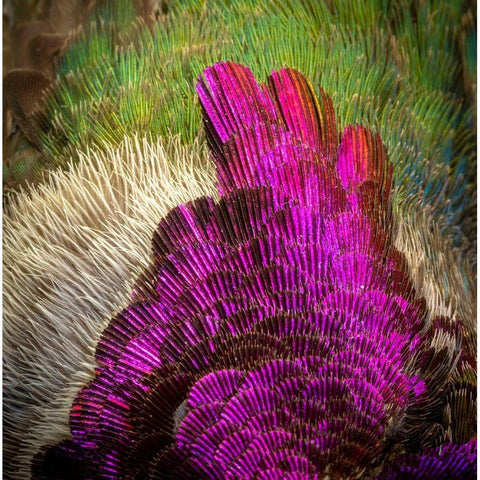 Arizona Close-up of hummingbird feather pattern  White Modern Wood Framed Art Print by Jaynes Gallery