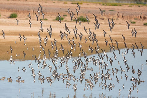 Arizona-Glendale Flock of least sandpipers flying over pond Black Ornate Wood Framed Art Print with Double Matting by Jaynes Gallery