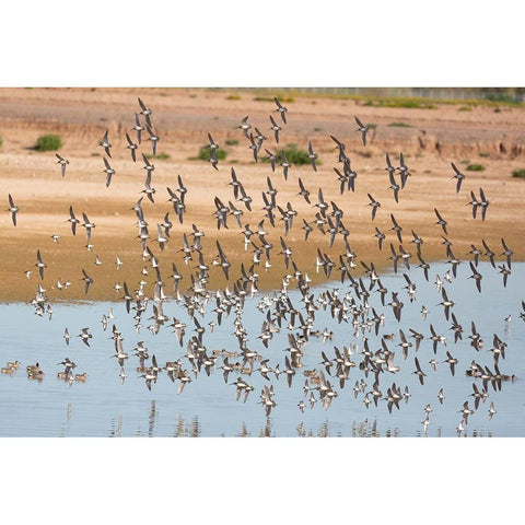 Arizona-Glendale Flock of least sandpipers flying over pond Black Modern Wood Framed Art Print by Jaynes Gallery