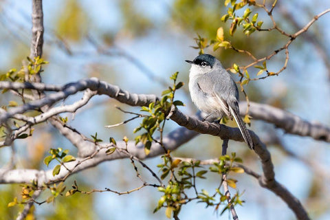 Arizona-Buckeye Blue-gray gnatcatcher perched on branch  Black Ornate Wood Framed Art Print with Double Matting by Jaynes Gallery
