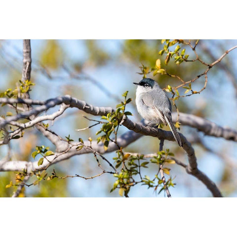 Arizona-Buckeye Blue-gray gnatcatcher perched on branch  Gold Ornate Wood Framed Art Print with Double Matting by Jaynes Gallery