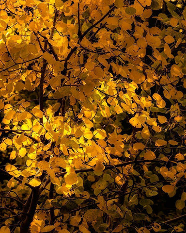 Arizona-Flagstaff Aspen tree leaves in at sunset Black Ornate Wood Framed Art Print with Double Matting by Jaynes Gallery