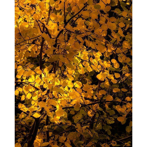 Arizona-Flagstaff Aspen tree leaves in at sunset Black Modern Wood Framed Art Print by Jaynes Gallery