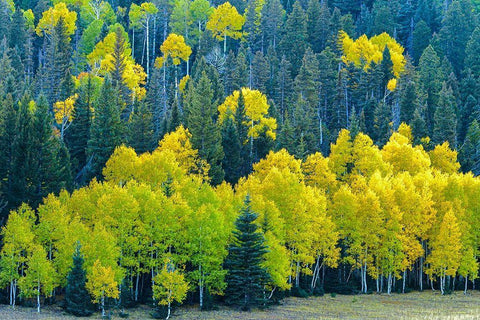 Arizona-Grand Canyon National Park Autumn aspens in Grand Canyon  Black Ornate Wood Framed Art Print with Double Matting by Jaynes Gallery