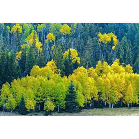 Arizona-Grand Canyon National Park Autumn aspens in Grand Canyon  Black Modern Wood Framed Art Print with Double Matting by Jaynes Gallery
