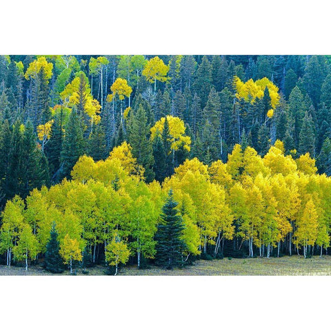 Arizona-Grand Canyon National Park Autumn aspens in Grand Canyon  Black Modern Wood Framed Art Print by Jaynes Gallery