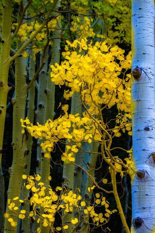 Arizona-Grand Canyon National Park Autumn aspens in Grand Canyon  White Modern Wood Framed Art Print with Double Matting by Jaynes Gallery